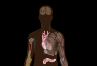 What Are The Long Term Effects Of Sleep Deprivation